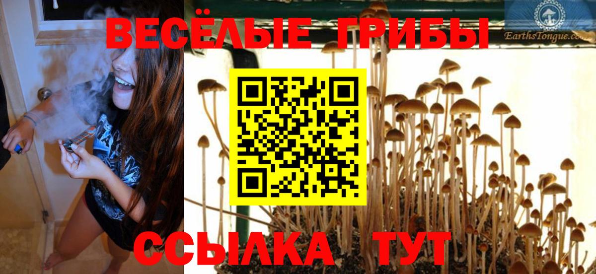 Галлюциногенные грибы Psilocybe Урай